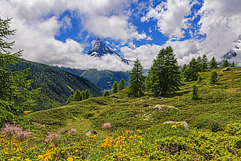 Nature, Grass, Mountain, Vertex, Top, Fir, Spruce, Hills HD wallpaper