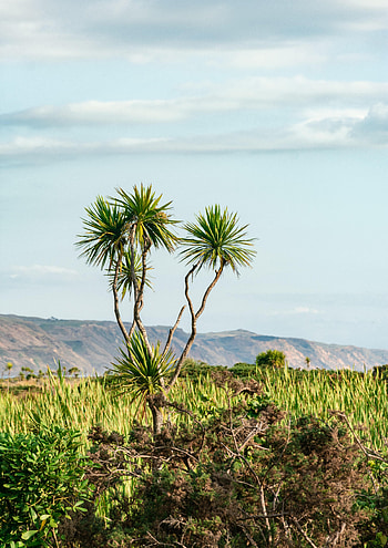 Nature, Mountains, Bush, Wood, Tree, Palm, Dahl, Distance HD phone wallpaper