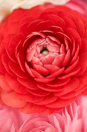 Macro, Petals, Bud, Buttercup HD phone wallpaper