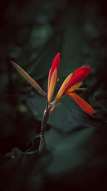 Flower of glow, flowers, natural, edits HD phone wallpaper