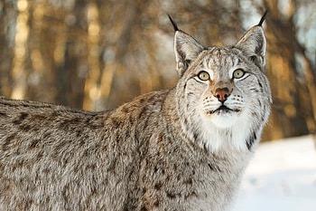 Animals, Iris, Big Cat, Sight, Opinion, Animal HD wallpaper
