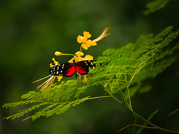 Grass, Flower, Plant, Macro, Insect, Color, Butterfly HD wallpaper