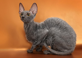 Animals, Cat, Breed, Cornish Rex, Mutant HD wallpaper