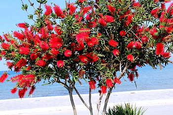 Bottle Brush Tree, Bottle, Brush, Tree, Red HD wallpaper