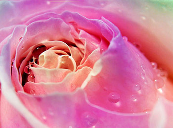 magical pink rose, delecate, pink, plants, pretty, soft, nature, flowers, lovely HD wallpaper