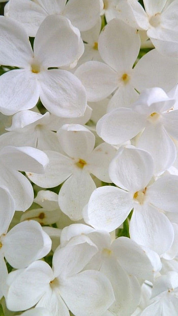 White Flowers, Jasmine HD phone wallpaper