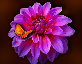 Flower and butterfly, butterflies, pink, nature, flowers HD wallpaper