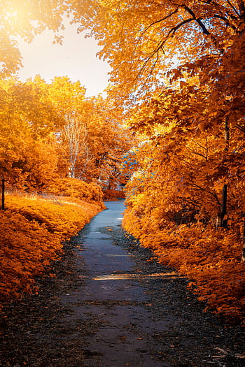 Stunning autumn scene with a pathway surrounded by vivid fall foliage, perfect for seasonal backgrounds. HD phone wallpaper
