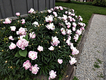 peonies, pink, green, fence, flowers, walkway HD wallpaper