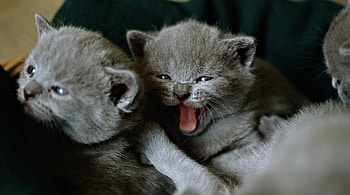 Two tiny Kittens, cute, feline, grey, Kittens HD wallpaper