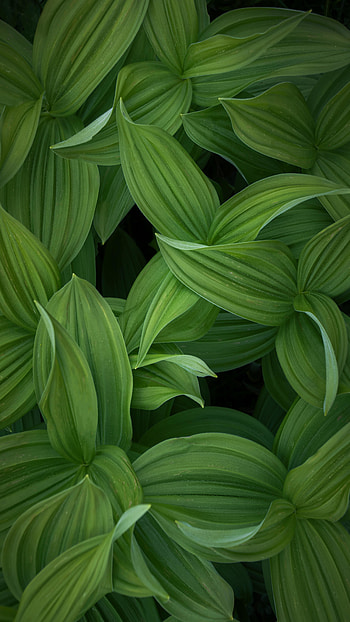 Bright and green, leaf, fresh HD phone wallpaper
