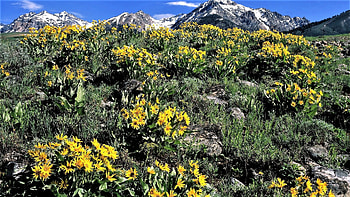 Idhao- flowers rooted among the rocks, Idaho, flowers, mountains, rock HD wallpaper