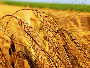 Landscape, Wheat HD wallpaper