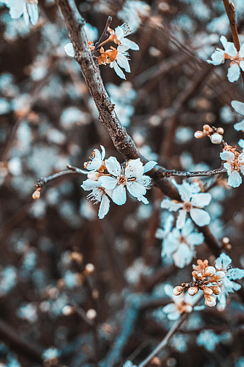Flowers, Petals, Bloom, Flowering, Branch HD phone wallpaper