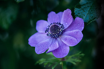 FLower, leaf, nature, tree HD wallpaper