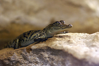 Baby crocodile, Crocodiles HD wallpaper