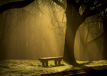 Bench, Nature, Forest, Fog HD wallpaper