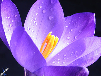 A very pretty purple flower., mysterious, precious, delicate, warm HD wallpaper