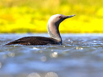 Bird in Water, in water, beautiful, bird HD wallpaper