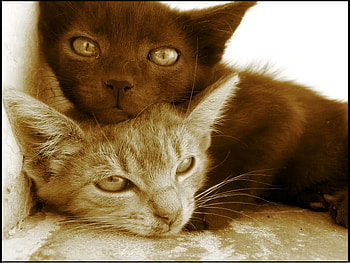 Cats, animal, kitten, brown, cat HD wallpaper