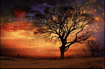 Sunset, birds, field, wonderful, sun, tree HD wallpaper