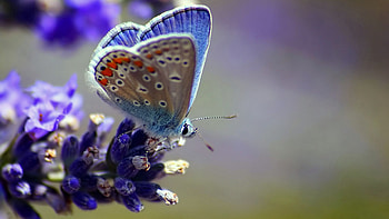 Patterns, Flower, Macro, Butterfly, Wings HD wallpaper