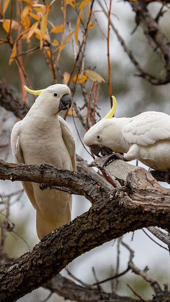 Colorful cockatoo, , Sony Xperia background HD phone wallpaper
