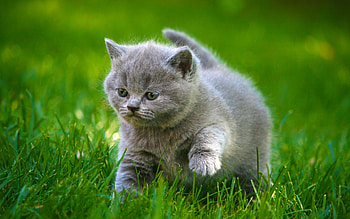 Eye-catching cat graphy, Striking cat poses, Captivating cat , Standout cat HD wallpaper