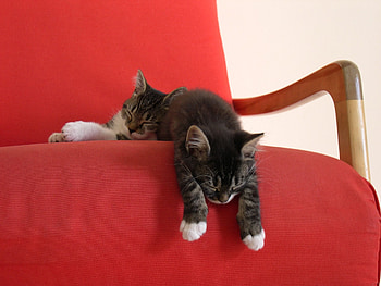 Animals, To Lie Down, Lie, Sleep, Dream, Armchair, Kittens HD wallpaper