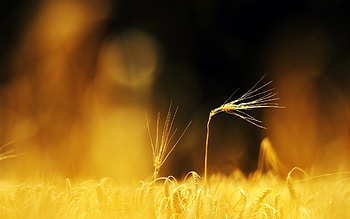 Landscape, Objects, Wheat HD wallpaper
