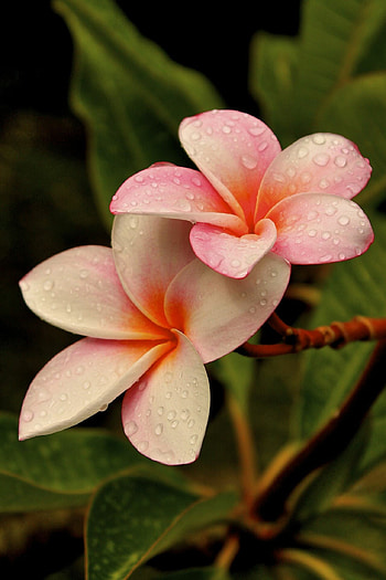 Plumeria flower, Exquisite and elegant, Nature's masterpiece, Stunning floral beauty HD phone wallpaper