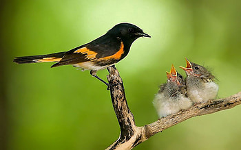 Animals, Chicks, Bird, Branch, Care, Nest HD wallpaper