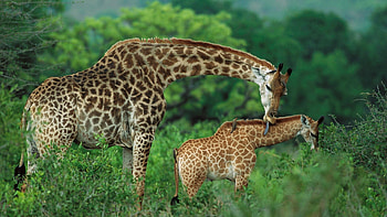 Giraffe, Jungle Animal HD wallpaper