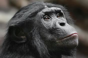 Bonobo in the wild, Primate behavior, Bonobo social structure, Intelligent ape HD wallpaper