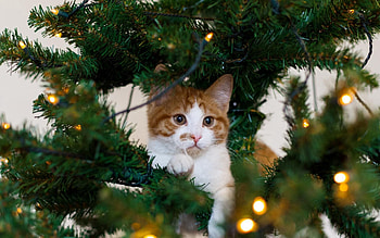 Animals, New Year, Cat, Fir, Spruce, Playful HD wallpaper