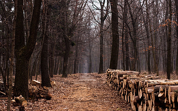 Nature, Trees, Autumn, Forest, Firewood, Stumps, Logs HD wallpaper