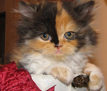 Beauty, cats, animals, kittens HD wallpaper
