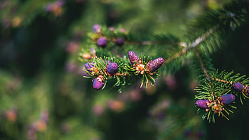 Spruce cone, Macro graphy, Detailed texture, Botanical exploration HD wallpaper