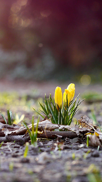 flower , Spring forest scenery, Nature's wonders, Captivating beauty HD phone wallpaper