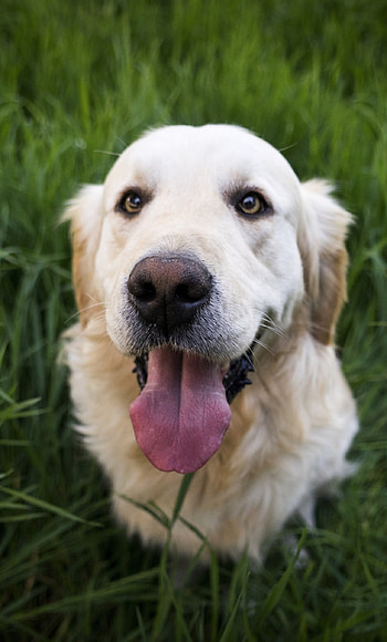 Golden Labrador Retriever, Majestic aura, Captivating , Stunning HD phone wallpaper