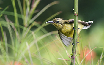 Animals, Grass, Bird, Blur, Smooth, Branch, Wave, Sweep, Nectar HD wallpaper