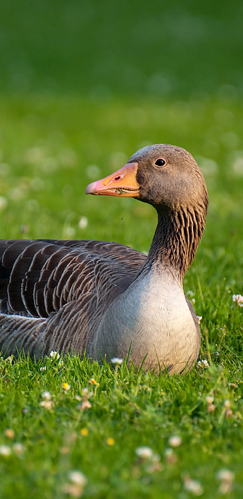 Animal goose, Wildlife graphy, Bird species, Nature's beauty HD phone wallpaper