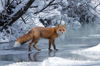Alaskan Red Fox, alaska, nature, ice, animals, snow HD wallpaper