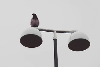 Animals, Bird, Wet, Minimalism, Lantern, Lamp, Raven HD wallpaper