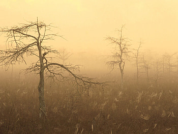 Nature, Trees, Fog HD wallpaper