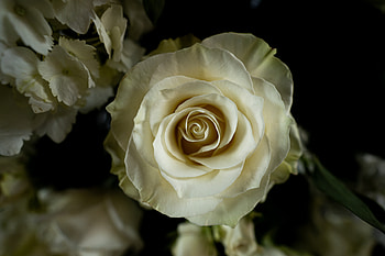 White Rose, White, nature, Flower, Rose HD wallpaper