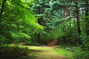 Nature, Trees, Forest HD wallpaper