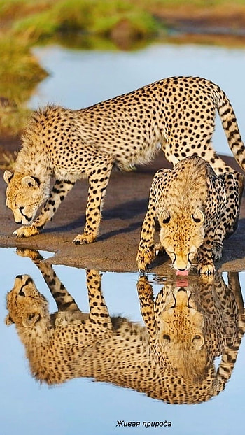 Cheetah, Animal Hunter Cheetah HD phone wallpaper