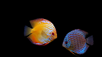 Animals, Fishes HD wallpaper