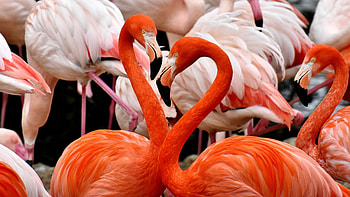 Flamingo birds, , Nature's flamboyance, Stunning multi-display background HD wallpaper